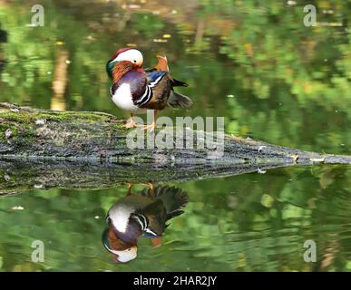 Le canard mandarin Aix galericulata mâle se reflète dans le parc national Lobau Donauen Banque D'Images