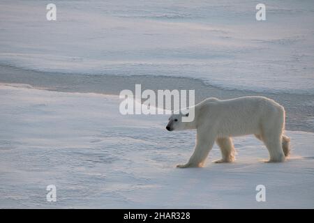 Norvège, haute Arctique.Ours polaire sous-poids (SAUVAGE : Ursus maritimus) sur la glace de mer au crépuscule. Banque D'Images