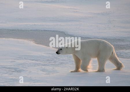 Norvège, haute Arctique.Ours polaire sous-poids (SAUVAGE : Ursus maritimus) sur la glace de mer au crépuscule. Banque D'Images