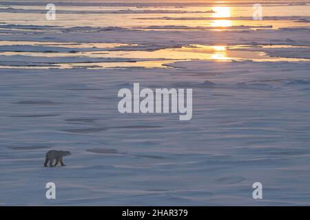 Norvège, haute Arctique.Ours polaire mince (SAUVAGE : Ursus maritimus) sur la glace de mer au crépuscule. Banque D'Images