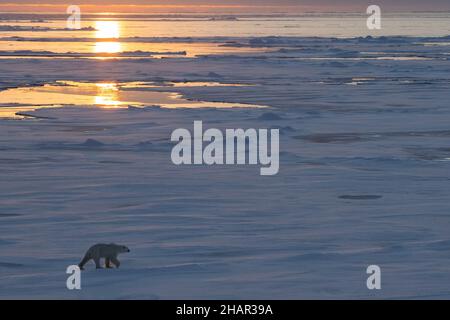 Norvège, haute Arctique.Ours polaire mince (SAUVAGE : Ursus maritimus) sur la glace de mer au crépuscule. Banque D'Images