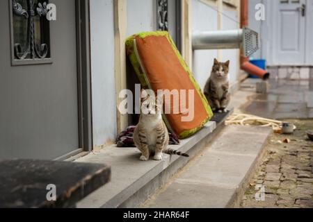 Ils regardent de près le photographe.Chats sans abri dans les rues de Tbilissi. Banque D'Images