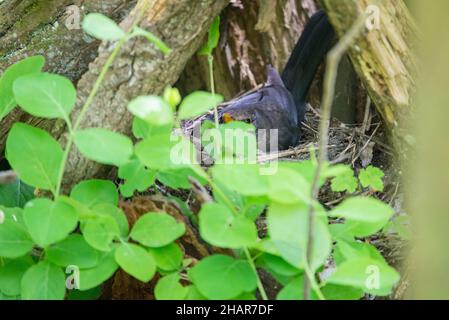 Oiseau-noir commun (Turdus merula) couvant sur son nid sur l'île de Ven en Suède Banque D'Images