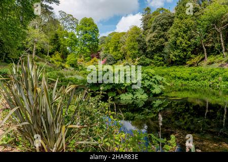 Mallard Pool au centre de Trebah Garden, Cornwall, Angleterre, Royaume-Uni Banque D'Images