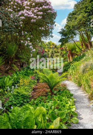 L'eau Cascade subtropical Garden au centre de Trebah Garden, Cornwall, England, UK Banque D'Images