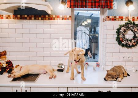 Trois chiots sont posés sur le comptoir dans la cuisine de Noël à la maison Banque D'Images