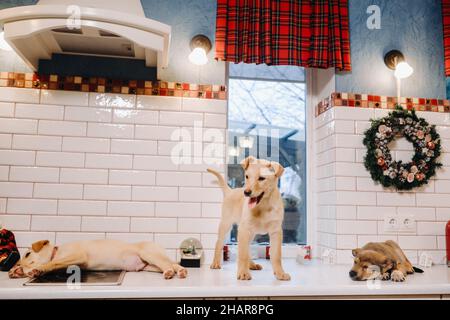 Trois chiots sont posés sur le comptoir dans la cuisine de Noël à la maison Banque D'Images