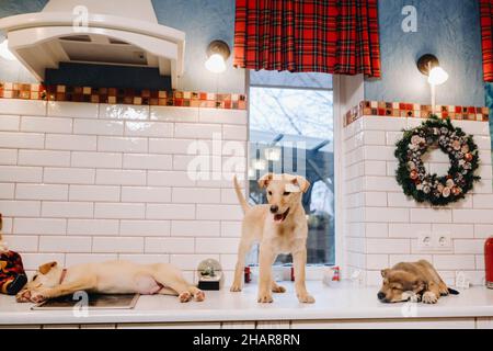 Trois chiots sont posés sur le comptoir dans la cuisine de Noël à la maison Banque D'Images