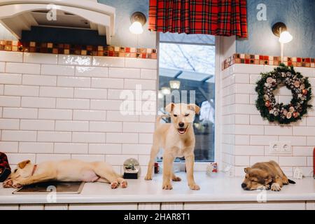 Trois chiots sont posés sur le comptoir dans la cuisine de Noël à la maison Banque D'Images