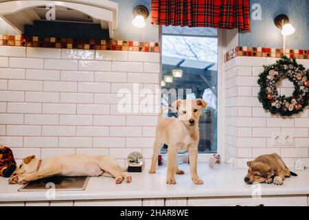 Trois chiots sont posés sur le comptoir dans la cuisine de Noël à la maison Banque D'Images