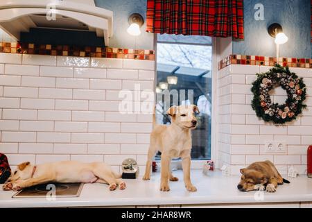 Trois chiots sont posés sur le comptoir dans la cuisine de Noël à la maison Banque D'Images