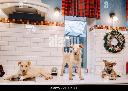 Trois chiots sont posés sur le comptoir dans la cuisine de Noël à la maison Banque D'Images