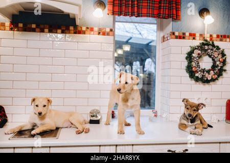 Trois chiots sont posés sur le comptoir dans la cuisine de Noël à la maison Banque D'Images