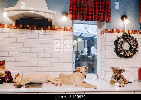 Trois chiots sont posés sur le comptoir dans la cuisine de Noël à la maison Banque D'Images