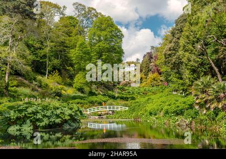 Mallard Pool au centre de Trebah Garden, Cornwall, Angleterre, Royaume-Uni Banque D'Images