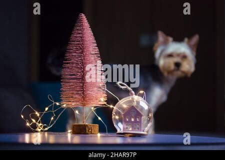 Chien du Yorkshire Terrier dans une chambre sombre à la Saint-Sylvestre 2022.Arbre de Noël, guirlande Banque D'Images