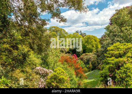 Rhododendron Valley au centre de Trebah Garden, Cornwall, England, UK Banque D'Images