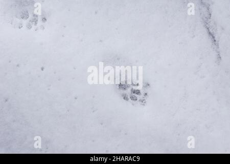 sur la neige fraîchement tombée, empreintes de chat couvertes de plusieurs flocons de neige, foyer sélectif Banque D'Images