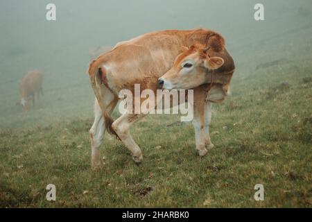 La vache se léchant tout en se tenant dans l'herbe un jour brumeux Banque D'Images