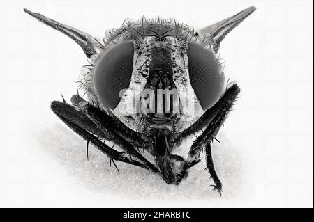 Macro gros plan d'une mouche isolée sur un fond blanc Banque D'Images