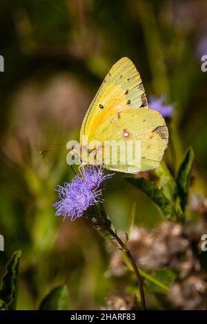 Soufre orange papillon se nourrissant d'une fleur de brume violette Banque D'Images