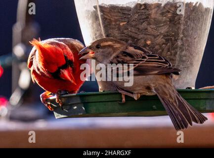 Cardinal du Nord et Bruant sur le mangeoire à oiseaux Banque D'Images