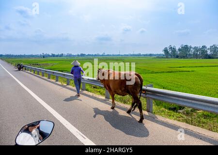 Une dame vietnamienne conduit sa vache sur le côté de l'autoroute. Banque D'Images