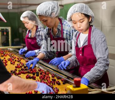 Les femmes trient des cerises sur un convoyeur Banque D'Images