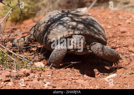 Tortue souriante Banque D'Images