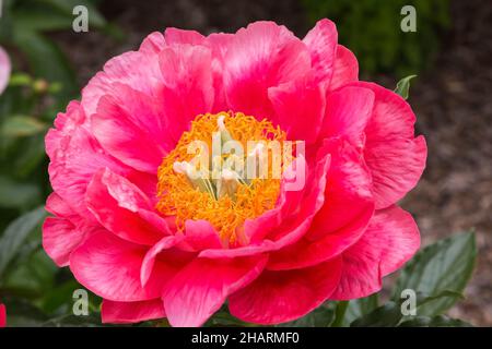 Paeonia 'Coral Magic' - pivoine. Banque D'Images