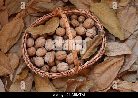 Noix, fraîchement cueillies et épluchées de leurs peaux vertes, ​lie dans un panier en osier sur une terrasse en bois parsemée de feuilles de noyer sèches.Lumière du jour.Fermer Banque D'Images