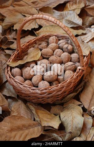 Noix, fraîchement cueillies et épluchées de leurs peaux vertes, ​lie dans un panier en osier sur une terrasse en bois parsemée de feuilles de noyer sèches.Lumière du jour.Fermer Banque D'Images