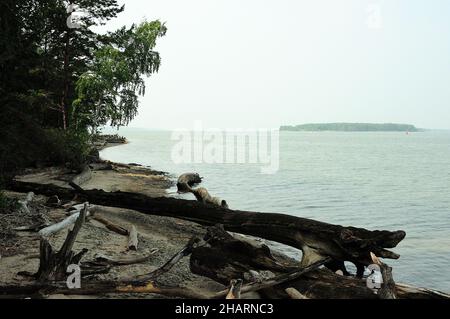 Plusieurs troncs d'arbres abattus avec des racines se trouvent sur la rive d'un grand lac au bord de la forêt.Réservoir de Novosibirsk, Sibérie, Russie. Banque D'Images