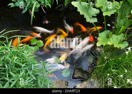 Koi - poisson de carpe japonais dans l'étang avec Ruellia, Zantedeschia - Calla Lily, Dichromena colorata - herbe d'étoiles au sommet blanc dans le jardin d'arrière-cour. Banque D'Images
