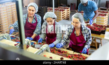 Groupe d'employés d'entrepôt qui trient la cerise mûre dans un entrepôt de fruits Banque D'Images