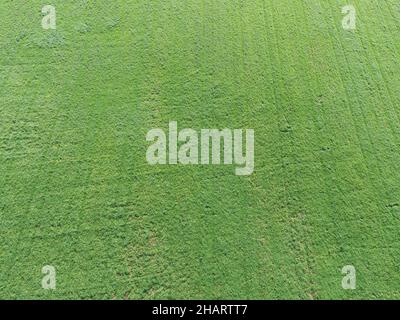 Un champ cultivé pour le foin au Canada Banque D'Images