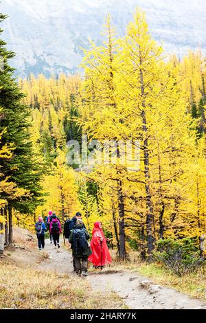 LAKE LOUISE, CANADA - SEPT.17, 2016 : randonneurs qui apprécient les mélèzes dorés de la vallée Larch, près du lac Louise, dans le parc national Banff, en Alberta.Le Banque D'Images