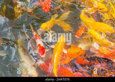 Poissons Koi colorés nageant dans un étang d'eau Banque D'Images