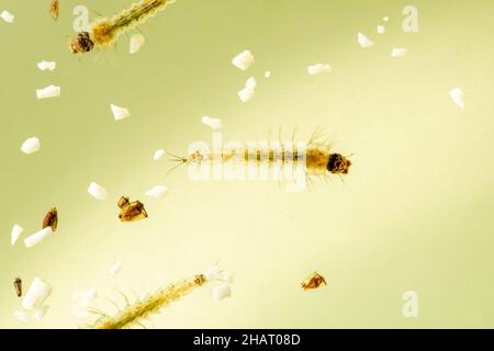 Larves de Mosquitoe, Culex quinquefasciatus, Satara, Maharashtra, Inde Banque D'Images