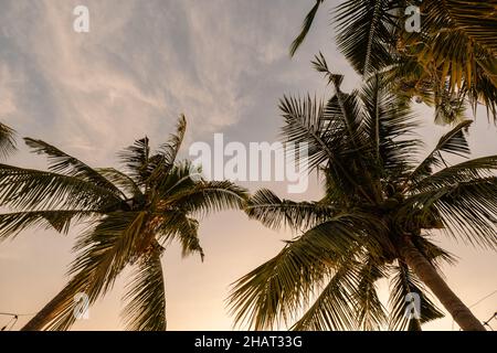 Plage de Najomtien Pattaya Thaïlande, coucher de soleil sur une plage tropicale avec palmiers.Pattaya Thaïlande Banque D'Images