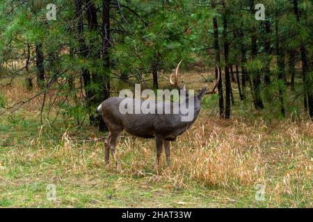 Vue sur Male Buck en regardant loin de la caméra dans le parc national de Yosemite Banque D'Images