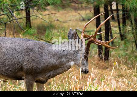 Vue rapprochée de Male Deer dans le parc Yosemite Banque D'Images