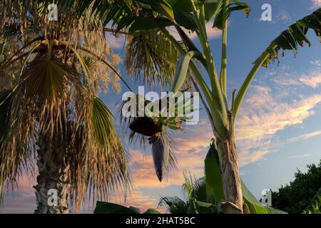 sur un ciel nuageux au coucher du soleil, palmier et banane. Mise au point sélective Banque D'Images