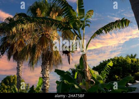 sur un ciel nuageux au coucher du soleil, palmier et banane. Mise au point sélective Banque D'Images