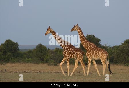 Deux girafes réticulés marchant ensemble dans les plaines sauvages de OL Pejeta Conservancy, Kenya Banque D'Images