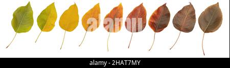 Ensemble de feuilles d'automne.Les feuilles sont vertes, jaunes, rouges et brunes. Isolées sur fond blanc. Banque D'Images