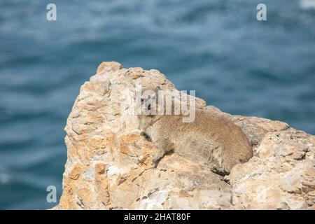 Rock Dassie assis sur un Rock à Hermanus dans le Cap occidental de l'Afrique du Sud Banque D'Images