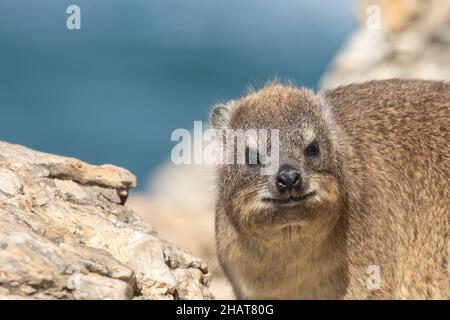 Gros plan sur le visage d'un rocher Hyrax pris à Hermanus dans le Cap occidental de l'Afrique du Sud Banque D'Images