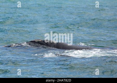 Respiration de la baleine noire du sud dans la baie Walker (océan Indien) près de Hermanus en Afrique du Sud Banque D'Images