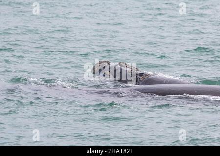 Deux baleines boréales (baleine noire du sud) vues dans la baie Walker près de Hermanus en Afrique du Sud Banque D'Images